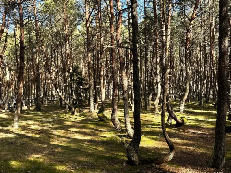 Куршская коса, Зеленоградск и дегустация в сыроварне Шаакен Дорф 