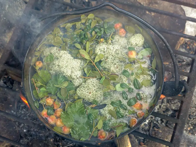 Треккинг по мурманской лесотундре