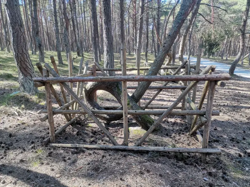 Великолепная Куршская коса и очаровательный Зеленоградск из Светлогорска